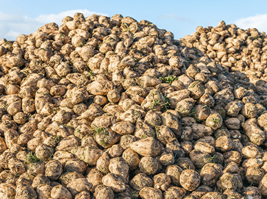 sugar-microsite-header-mobil-01