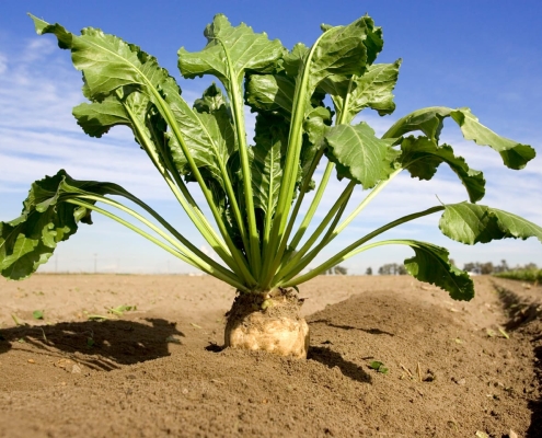 Level measurement in a beetroot hopper